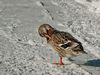 Ente am Walchsee