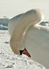 Schwan