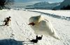 Schwan