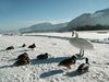 Schwäne und Enten am Walchsee