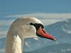 Schwan