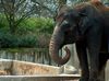 Elefant