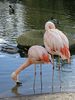 Flamingos