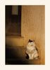 Katze an einem alten Bauernhaus