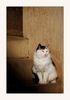 Katze an einem alten Bauernhaus