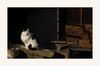 Katze an einem alten Bauernhaus