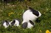 Hase mit Jungen