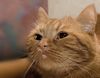 Kater Sydney