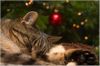 Ginger, die Katze meiner Nichte