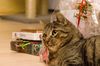 Ginger, die Katze meiner Nichte