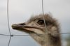 Straussenvogel