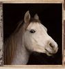Araberpferd (Schimmel)