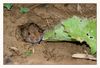 Feldmaus