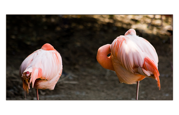 Flamingos