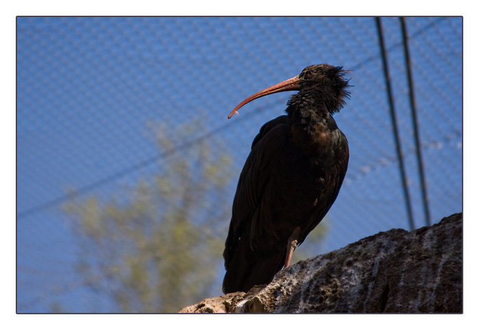 Waldrapp