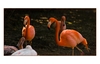 Flamingos