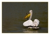 Pelikan
