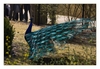 blauer Pfau