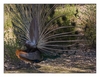 balzender, blauer Pfau