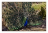 balzender, blauer Pfau