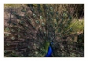 balzender, blauer Pfau
