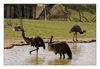 australische Emus beim Baden