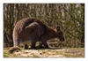 Känguru