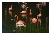 Flamingos