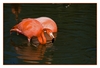Flamingos